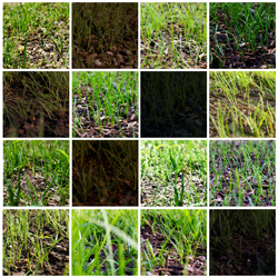 Grass