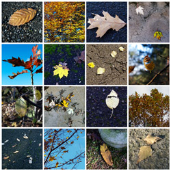 Autumn leaves